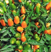 NuMex St. Patrick's Day Hot Peppers HP2267-10
