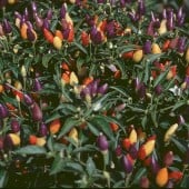 NuMex Centennial Hot Peppers HP164-20