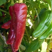 Paprika Sweet Peppers