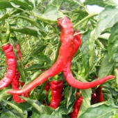 NuMex Las Cruces Cayenne Hot Peppers HP2259-20_Base