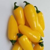 Conical Shaped Hot Peppers