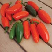 NuMex Orange Spice Jalapeno Hot Peppers HP2426-20