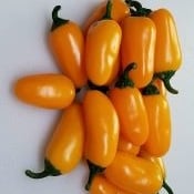 NuMex Pumpkin Spice Jalapeno Hot Peppers HP2425-20