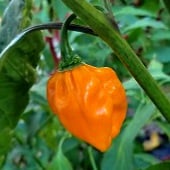 NuMex Suave Hot Peppers (Orange) HP1816-10
