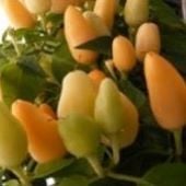 NuMex Summer Solstice Pepper Seeds HP2429-20_Base