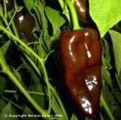 Poblano L Hot Peppers HP187-20_Base