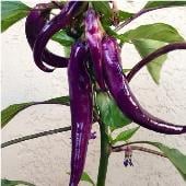 Purple Cayenne Pepper Seeds HP452-20_Base
