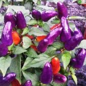 Purple Hot Peppers HP1170-10