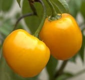 Rocoto Hot Peppers (Yellow) HP200-10_Base