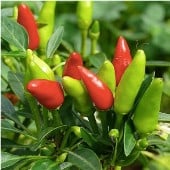 Sadabahar Hot Peppers HP2199-10
