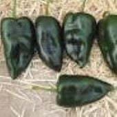 Sequoia Hot Peppers HP2472-10