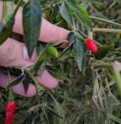 Siling Labuyo Pepper Seeds HP1161-10_Base