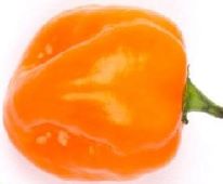 Sweet Imposter Pepper Seeds HP2531-10_Base