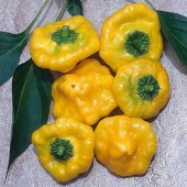 Squash Hot Peppers (Yellow) HP399-10_Base
