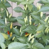 Tabasco Hot Peppers (Greenleaf) HP291-20