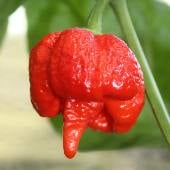 Trinidad Scorpion Moruga Hot Peppers (Red) HP2232-10_Base