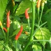 Thai Burapa Hot Peppers HP2392-10
