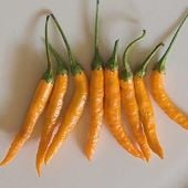 Thai Giant Hot Peppers (Orange) HP2393-10