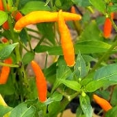 Thai Hot Pepper (Orange) HP827-10