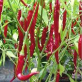 Thai Red Hot Peppers HP869-10_Base