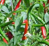 Thai Super Hot - Hot Peppers HP1871-10