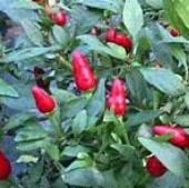 Tiny Samoa Hot Peppers HP749-10