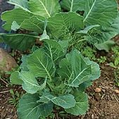 Kale, Kale Seeds