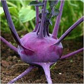 Early Purple Vienna Kohlrabi 150-4000 Seeds Creamy Tender & Mild Heirloom