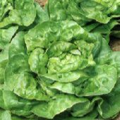 All Year Round Lettuce LC45-750_Base
