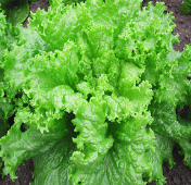 Lettuce - Looseleaf