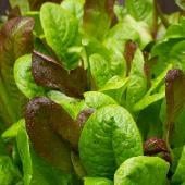 Gourmet Salad Blend Lettuce Seeds LC4-750_Base