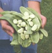 Big Mama Lima Bean Seeds BN99-25_Base