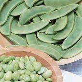 Early Thorogreen Lima Bean Seeds BN92-50_Base