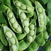 Fordhook 242 Lima Bean Seeds BN65-25_Base