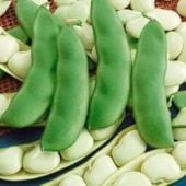 Henderson Lima Bean Seeds BN4-50_Base