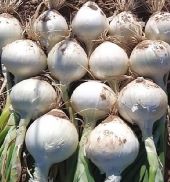 Onions & Shallots