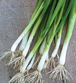 Imperial's Jade Bunching Onions ON54-100_Base