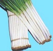 Ishikura Improved Bunching Onions ON5-100