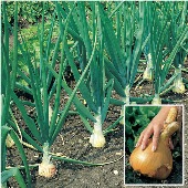 Kelsae Sweet Giant Onions (Guinness Record) ON28-PK