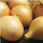 Walla Walla Onion Seeds ON16-250_Base
