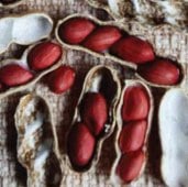 Early Spanish Peanut Seeds PN2-20_Base