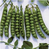 Peas, Pea Seeds, Snap Peas, Snow Peas, Sweet Peas, Pisum sativum, Seeds, Seed Catalog, Vegetable Seeds, Garden