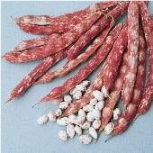 French Horticultural Bean Seeds BN70-50_Base