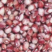 Mayflower Bean Seeds BN80-50_Base