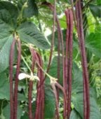 Asparagus Yard Long Pole Beans (Red Noodle) BN109-50