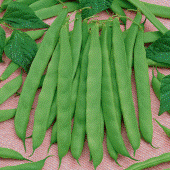 Romano Pole Bean Seeds BN68-50_Base