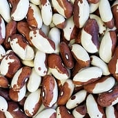 Snowcap Bean Seeds BN12-50_Base