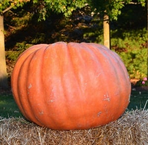 Growers Giant Pumpkins PM61-5
