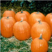 Howden Biggie Pumpkins PM58-10