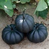 Midnight Pumpkin Seeds PM65-10_Base